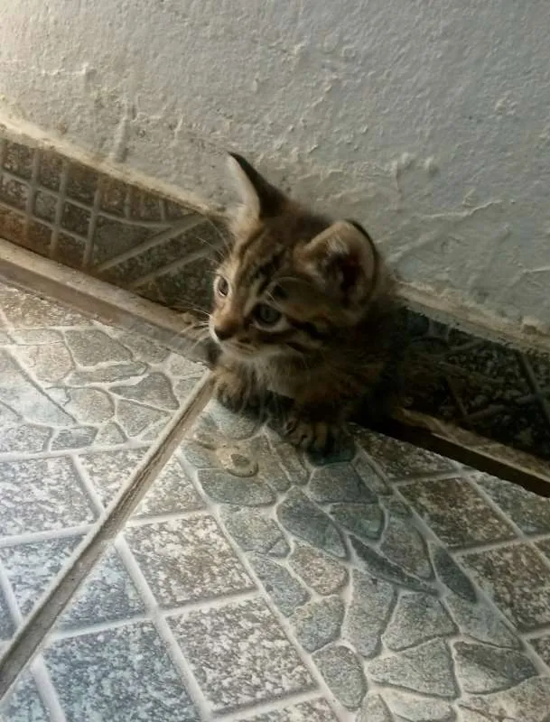 Gato ra a  idade 2 a 6 meses nome Sem nome