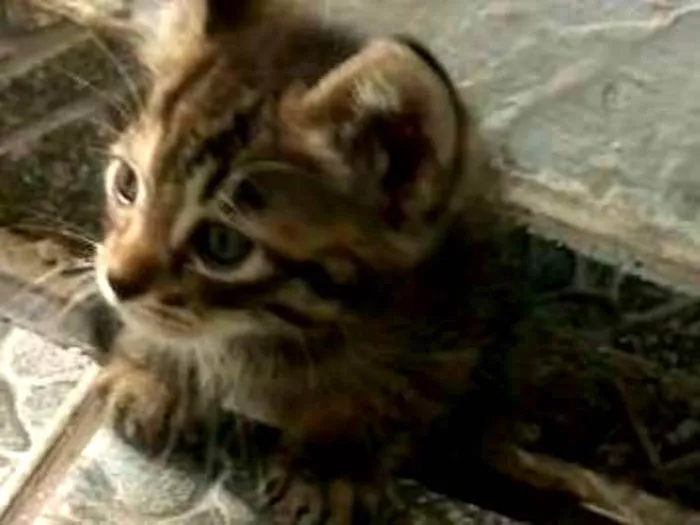 Gato ra a  idade 2 a 6 meses nome Sem nome