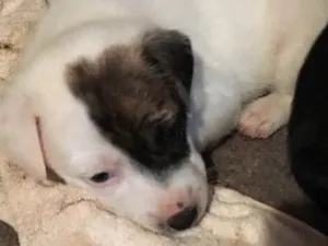 Cachorro raça SRD idade Abaixo de 2 meses nome Jack