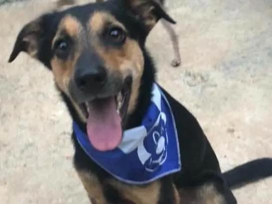 Cachorro ra a SRD idade  nome Nero