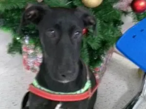 Cachorro raça MIX  idade  nome valentin