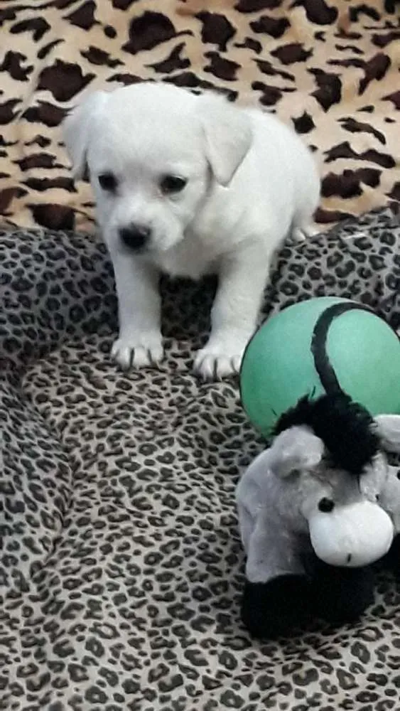 Cachorro ra a Srd idade Abaixo de 2 meses nome Pity