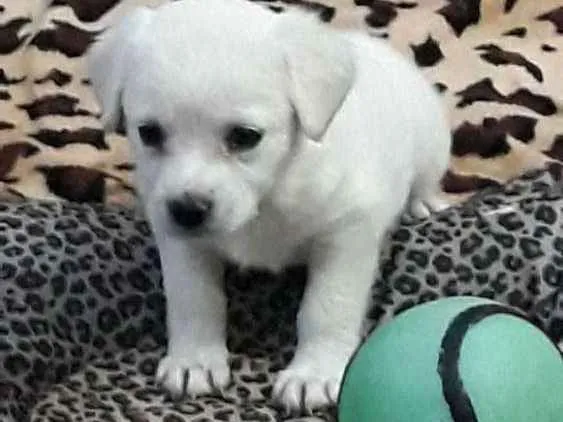 Cachorro ra a Srd idade Abaixo de 2 meses nome Pity
