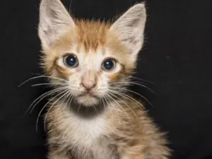 Gato raça SRD idade 2 a 6 meses nome vários