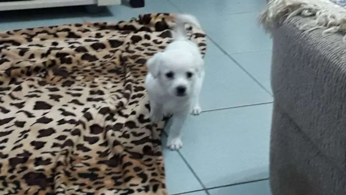 Cachorro ra a Srd idade Abaixo de 2 meses nome Pity