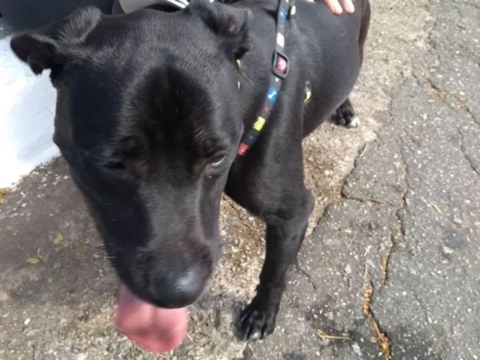 Cachorro raça MIX idade  nome POCOTÓ