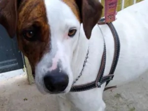 Cachorro raça mix idade  nome Filo