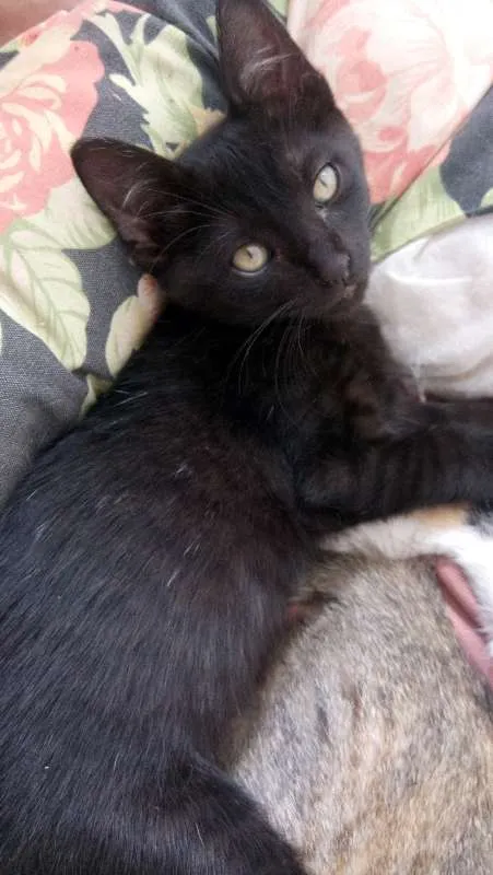 Gato ra a  idade 2 a 6 meses nome Sem nome