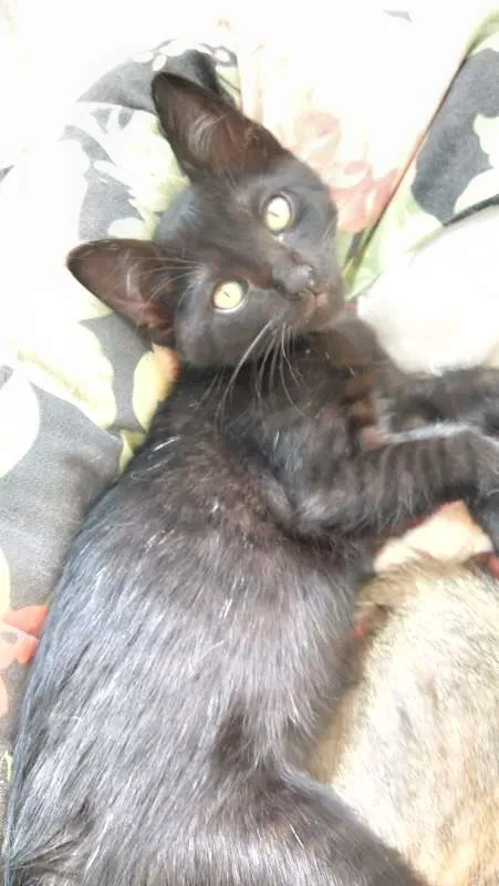 Gato ra a  idade 2 a 6 meses nome Sem nome