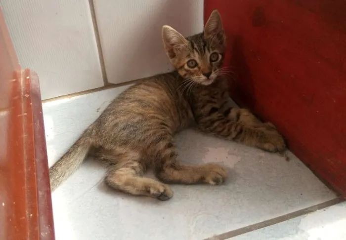 Gato ra a  idade 2 a 6 meses nome Sem nome