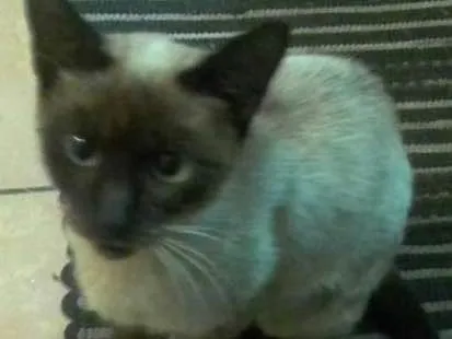 Gato ra a Siames  idade 2 a 6 meses nome Não sei