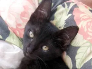 Gato raça  idade 2 a 6 meses nome Sem nome