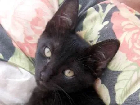 Gato ra a  idade 2 a 6 meses nome Sem nome