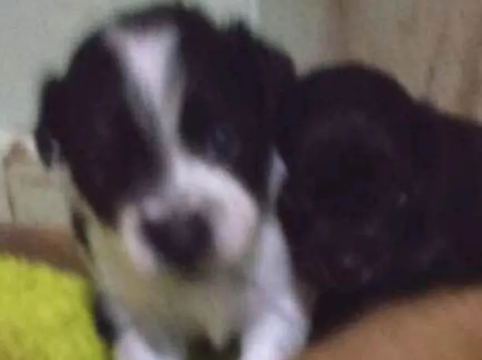 Cachorro ra a Maltês mestiço idade Abaixo de 2 meses nome Filhotes