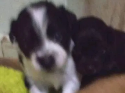 Cachorro raça Maltês mestiço idade Abaixo de 2 meses nome Filhotes