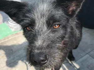 Cachorro raça SRD idade 2 anos nome Frida 