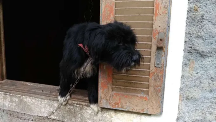 Cachorro ra a srd idade 2 anos nome Julieta
