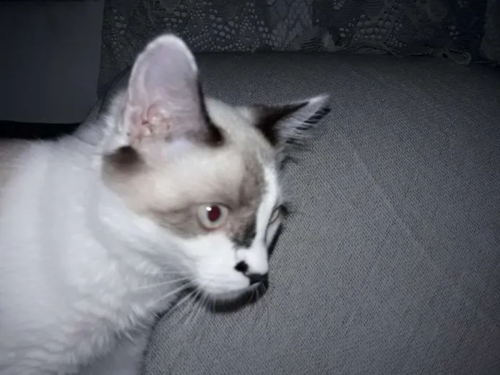 Gato ra a sem raça definida idade 2 a 6 meses nome Milly