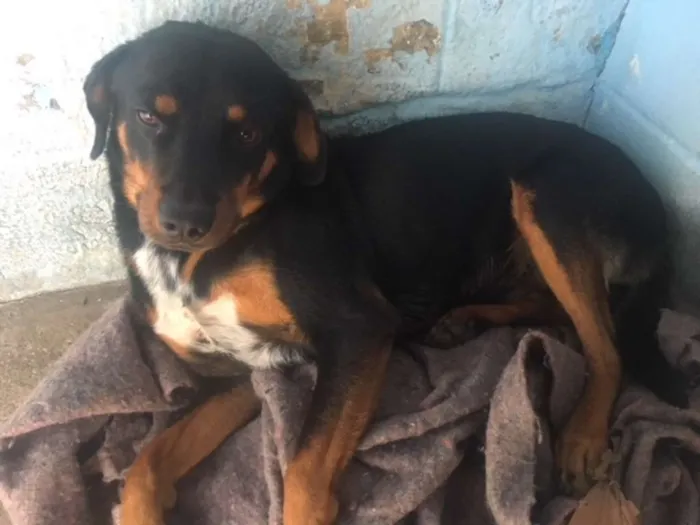 Cachorro ra a Vira Lata idade  nome -