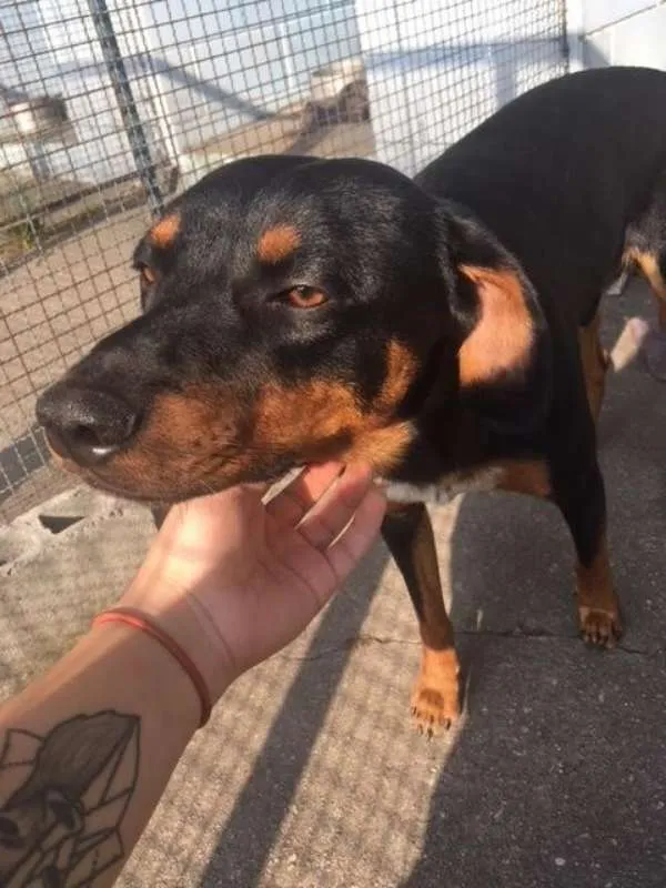 Cachorro ra a Vira Lata idade  nome -