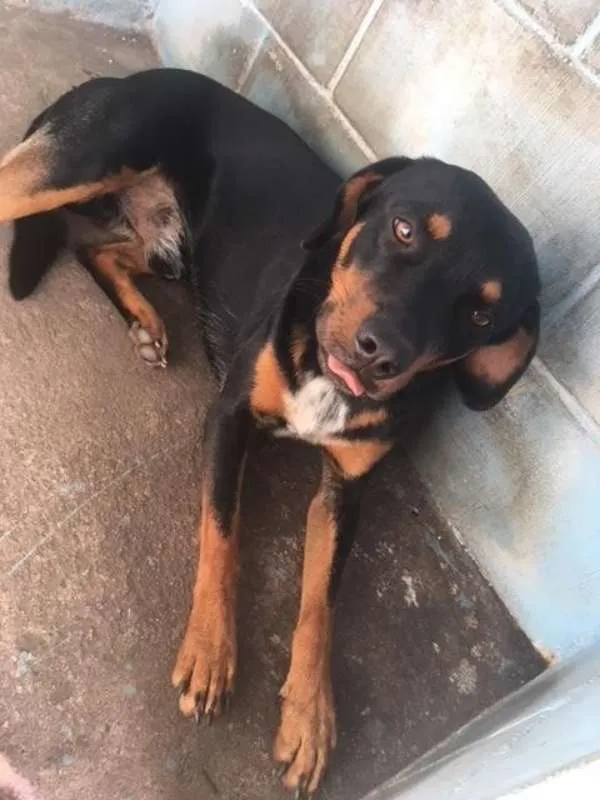 Cachorro ra a Vira Lata idade  nome -
