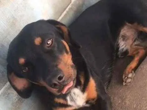 Cachorro ra a Vira Lata idade  nome -
