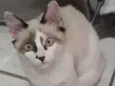 Milly