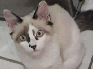 Gato raça sem raça definida idade 2 a 6 meses nome Milly