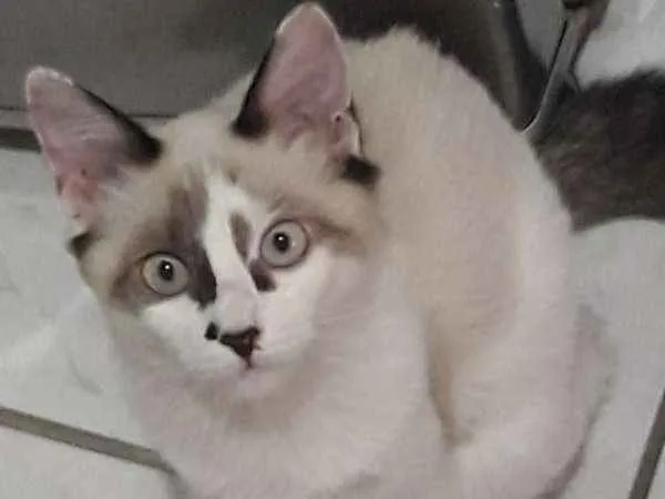 Gato ra a sem raça definida idade 2 a 6 meses nome Milly