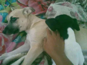 Cachorro raça vira lata idade 2 a 6 meses nome nina e kira