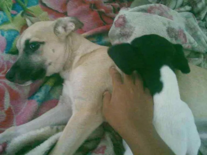 Cachorro ra a vira lata idade 2 a 6 meses nome nina e kira