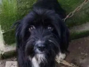 Cachorro raça srd idade 2 anos nome Julieta