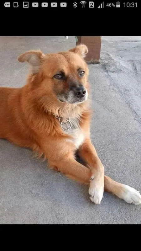 Cachorro ra a Vira lata idade 6 ou mais anos nome Luck