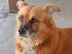 Cachorro raça Vira lata idade 6 ou mais anos nome Luck