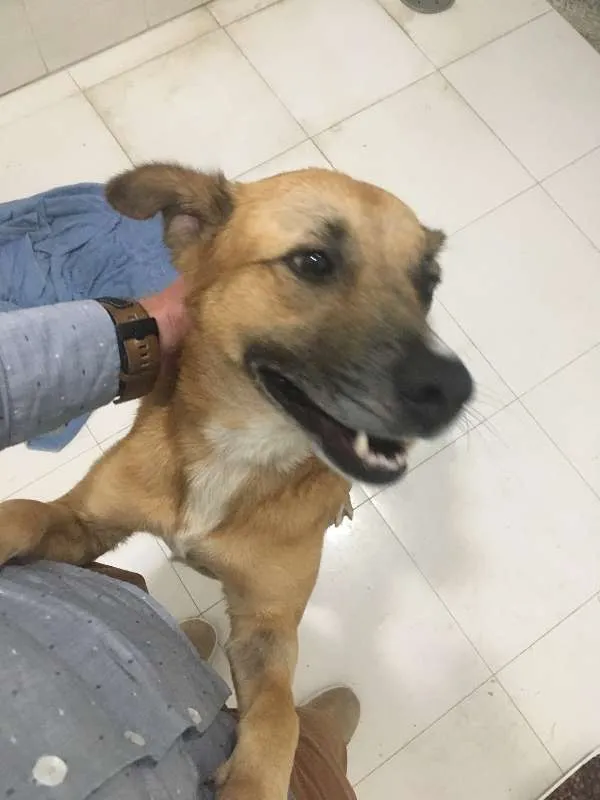 Cachorro ra a Vira-lata idade 3 anos nome Caramelo