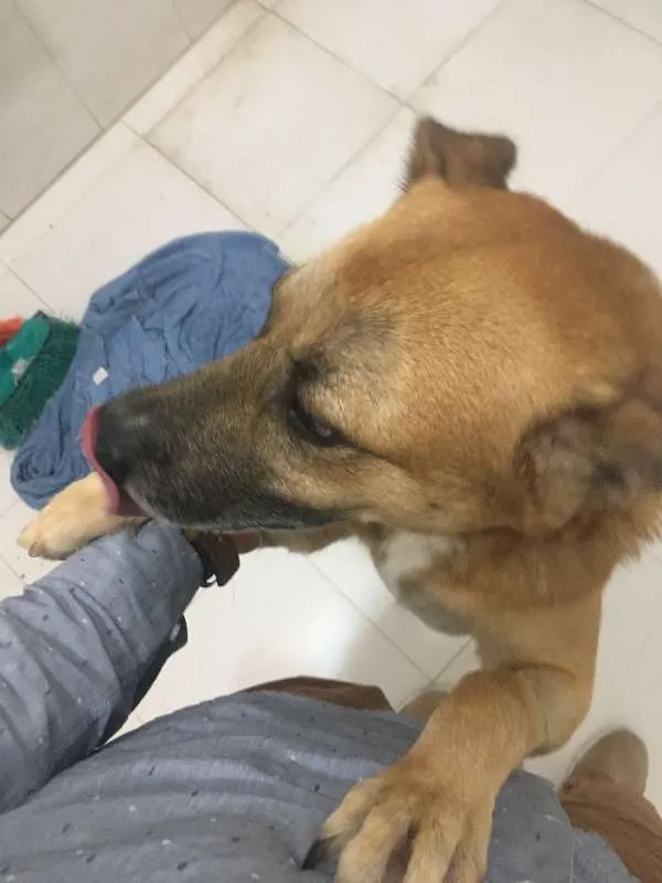 Cachorro ra a Vira-lata idade 3 anos nome Caramelo