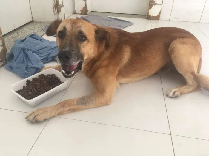 Cachorro ra a Vira-lata idade 3 anos nome Caramelo