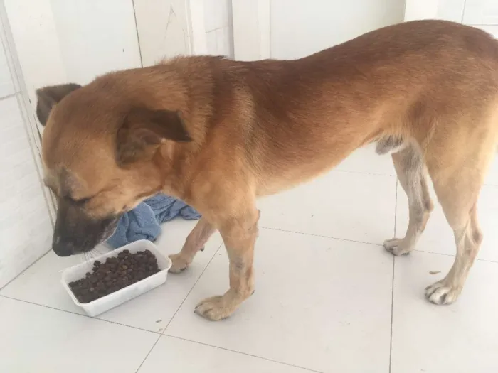 Cachorro ra a Vira-lata idade 3 anos nome Caramelo