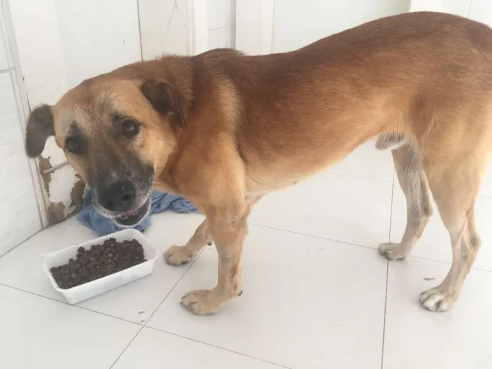 Cachorro ra a Vira-lata idade 3 anos nome Caramelo