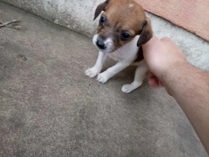 Cachorro ra a Nao definido idade 2 a 6 meses nome Nao definido