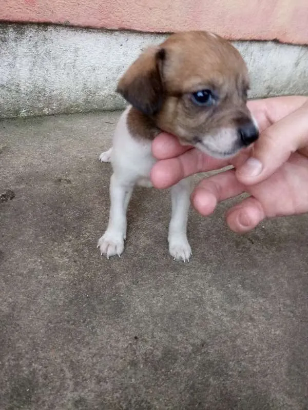 Cachorro ra a Nao definido idade 2 a 6 meses nome Nao definido