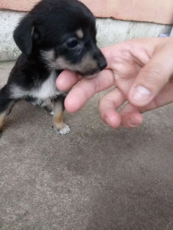 Cachorro ra a Nao definido idade 2 a 6 meses nome Nao definido