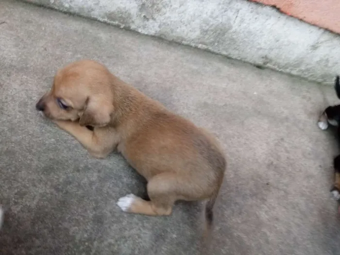 Cachorro ra a Nao definido idade 2 a 6 meses nome Nao definido