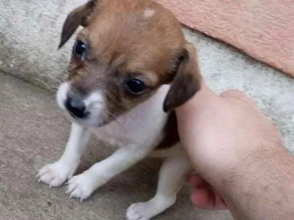 Cachorro ra a Nao definido idade 2 a 6 meses nome Nao definido