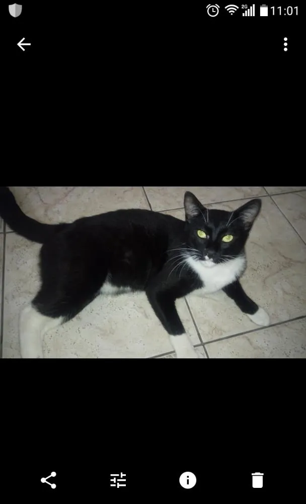 Gato raça Nao tem  idade 1 ano nome Patrik