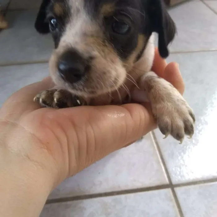 Cachorro ra a Vira lata idade Abaixo de 2 meses nome Sem nome