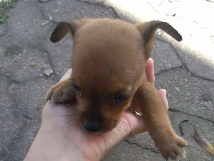 Cachorro ra a Vira lata idade Abaixo de 2 meses nome Sem nome