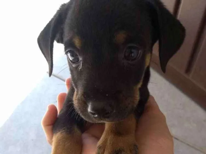 Cachorro ra a Vira lata idade Abaixo de 2 meses nome Sem nome