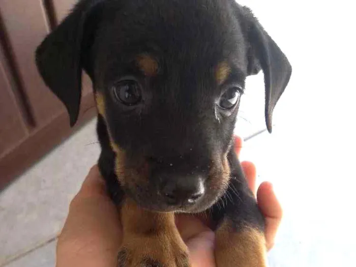 Cachorro ra a Vira lata idade Abaixo de 2 meses nome Sem nome