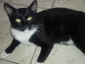 Gato raça Nao tem  idade 1 ano nome Patrik